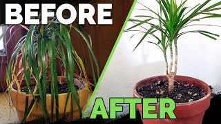 Houseplant Care Bring Your Houseplant Back to Life [upl. by Htennaj]