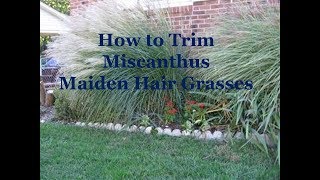 How to Trim Miscanthus Maiden Hair Ornamental Grasses [upl. by Airbmat575]