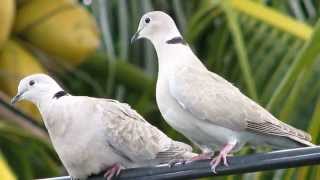 Dove Pictures and Sounds [upl. by Idrahs]