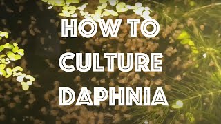 How To Culture Daphnia Magna [upl. by Anatniuq]