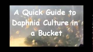 How to culture daphnia outside [upl. by Rehtae]