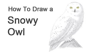 How to Draw a Snowy Owl [upl. by Attenat]