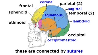 Skull  Suture in Cranium part  Frontal Suture Coronal Suture Sagittal Suture [upl. by Gensler]