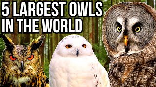 5 Of The Largest Owl Species In The World [upl. by Suinuj]