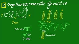 Melhoramento genético  Genética  Biologia [upl. by Liborio459]