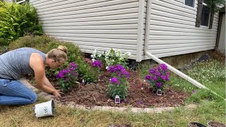 Planting Phlox Perennials [upl. by Anele]