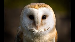 Owl Documentary  Fascinating Facts About Owls New Documentaries [upl. by Milurd]