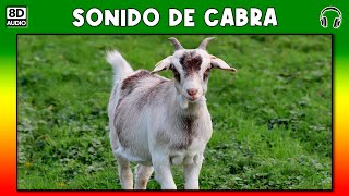 SONIDO DE CABRA 🐐 [upl. by Abbi841]