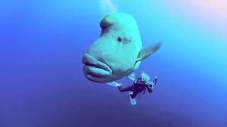 Napoleon Wrasse in the Southern Red Sea [upl. by Mercer]