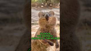 Quokka  The Happiest Animals In The World [upl. by Shedd393]