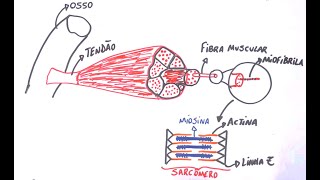 Contração Muscular  Resumo Professor Gustavo Schmidt [upl. by Atteoj]