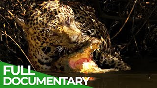 Jaguar VS Caiman Wildlife Encounters  Free Documentary Nature [upl. by Lithea]