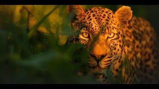 In the footsteps of a Jaguar Night hunters  NatGeo Wild  National Geographic 720p CHANNEL [upl. by Dat]