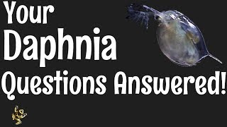 Daphnia Questions Answered [upl. by Nylrad864]