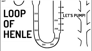 LOOP OF HENLE explained [upl. by Wilmar797]