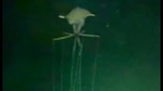 Magnapinna Squid Filmed at Drilling Site [upl. by Teteak]