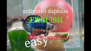 daphnia moina culture Easy way Unlimited production English  with sub Green water Chlorella [upl. by Elac434]