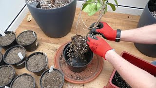 Transplanting My Madagascar Jasmine And Pruning My Frangipani [upl. by Polad862]