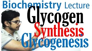 Glycogen synthesis  glycogen metabolism lecture 1 [upl. by Basilius]