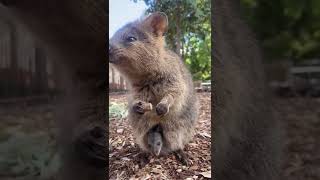 Worlds Happiest Animal The quokka [upl. by Niltiak379]