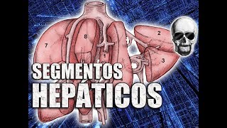 Anatomia do Fígado  Segmentos Hepáticos  Anatomia Humana  VideoAula 162 [upl. by Coop196]