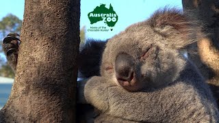 The Australia Zoo Walk About  Sunshine Coast Tour [upl. by Haliehs]