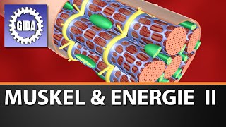 Trailer  Muskel amp Energie II  Biologie  Schulfilm [upl. by Ical]