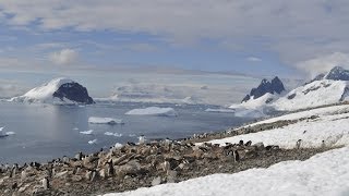 Antarctica the frozen kingdom Antarctic Wildlife Documentary [upl. by Teryl]