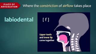 Introduction to Articulatory Phonetics Consonants [upl. by Anima327]