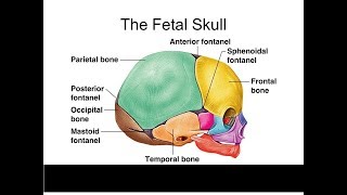 Foetal Skull Parts Sutures Fontanelle Region And diameters [upl. by Artemas]