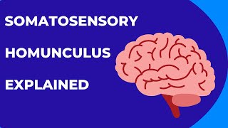 Somatosensory Homunculus Explained [upl. by Eniad156]