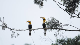 Love in the Wild The Great Hornbills Courtship Ritual  Birds Mating Rituals  RoundglassSustain [upl. by Amlas]