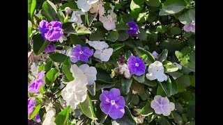 Cuidados del Jazmín Paraguayo  Brunfelsia australis  Diamelo  Azucena del Paraguay [upl. by Nodmac]