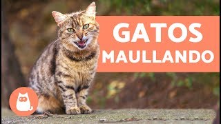 Preciosos gatos maullando  Cats meowing [upl. by Ling]