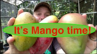 Three Ways to Grow Mango in Your Backyard [upl. by Mannuela530]