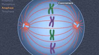 Animation How the Cell Cycle Works [upl. by Low]