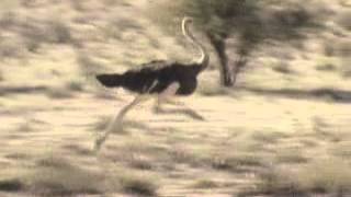 Ostrich Running [upl. by Grayce]