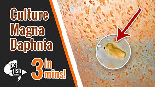 How to culture DAPHNIA MAGNA  The easy way [upl. by Maddy]