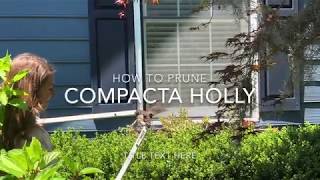 Pruning a compacta holly [upl. by Kirk832]