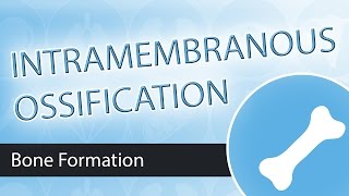 Intramembranous Ossification [upl. by Eciralc]