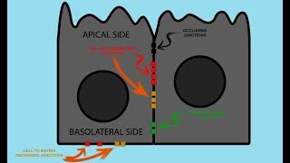 Epithelial Cell JUNCTIONS [upl. by Cullin]