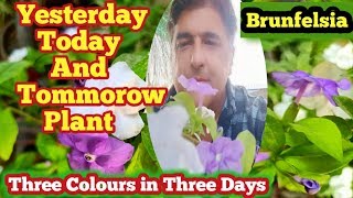 How to grow a Yesterday today tomorrow plant  Brunfelsia pauciflora  hindi Urdu [upl. by Andrea]