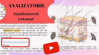 ADMITERE MEDICINA ANALIZATORII 1 Analizatorul cutanat [upl. by Dlorrej960]