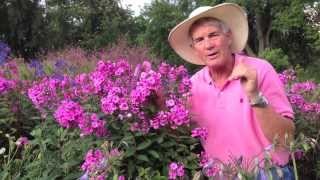 Dr A on Phlox paniculata [upl. by Cynthea]