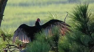 Turkey Vulture Sunning With Wings Open In Savannah Georgia – Aug 11 2021 [upl. by Oona35]