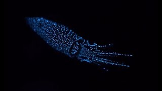 Facts The Firefly Squid [upl. by Akinek]