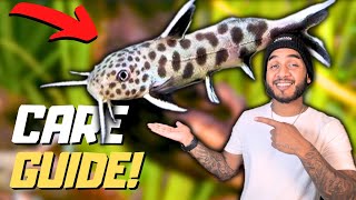 Synodontis Petricola Care Guide [upl. by Simmons]