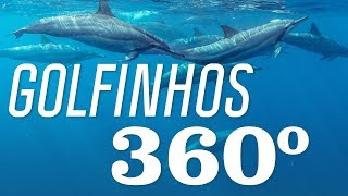 Mergulho com Golfinhos em Noronha  Noronha 360  Canal OFF [upl. by Coates]