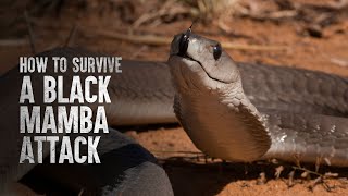 How To Survive a Black Mamba Attack [upl. by Nolitta]