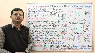 Diabetes Mellitus Part10 Mechanism of Action of Sulfonylurease  Antidiabetic Drugs  Diabetes [upl. by Hoffert765]